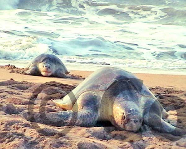 Turtles in Udaipur Beach